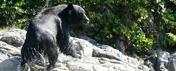 a black bear standing on a rock after getting out of a river