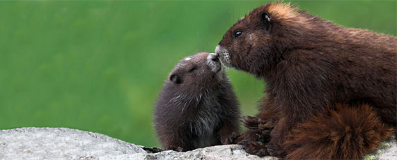 two brown Vancouver Island marmots