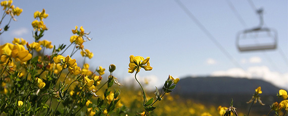 yellow flowers with a chairlift in the background